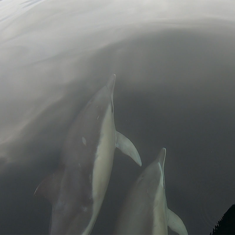 kerry dolphins