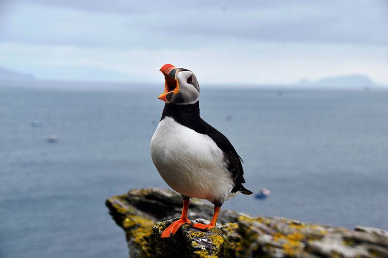 skellig puffins