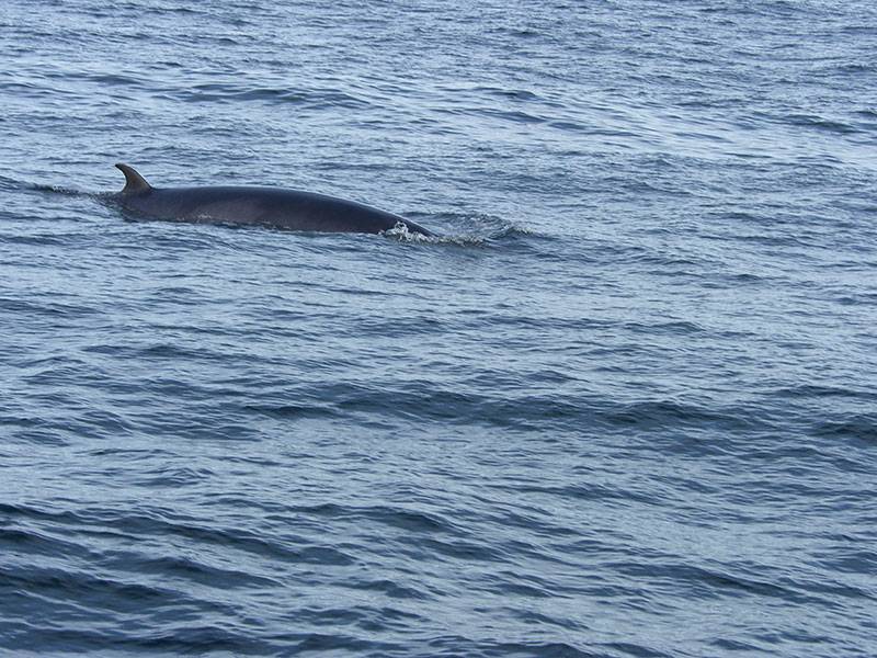 ireland minke whale