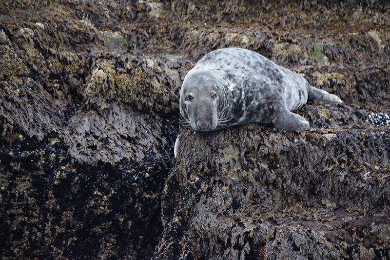 irish grey seals