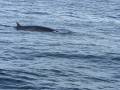 ireland minke whale