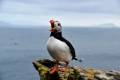 skellig puffins